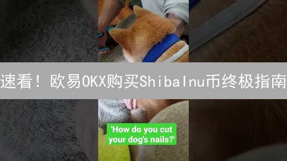 速看！欧易OKX购买ShibaInu币终极指南：新手也能轻松上手！